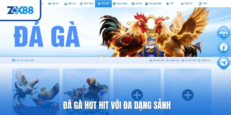 Đá gà hot hit với đa dạng sảnh 